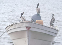 Birds on a boat